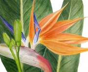 Bird of Paradise