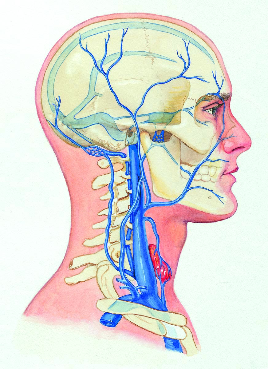 Veins of the Head and Neck