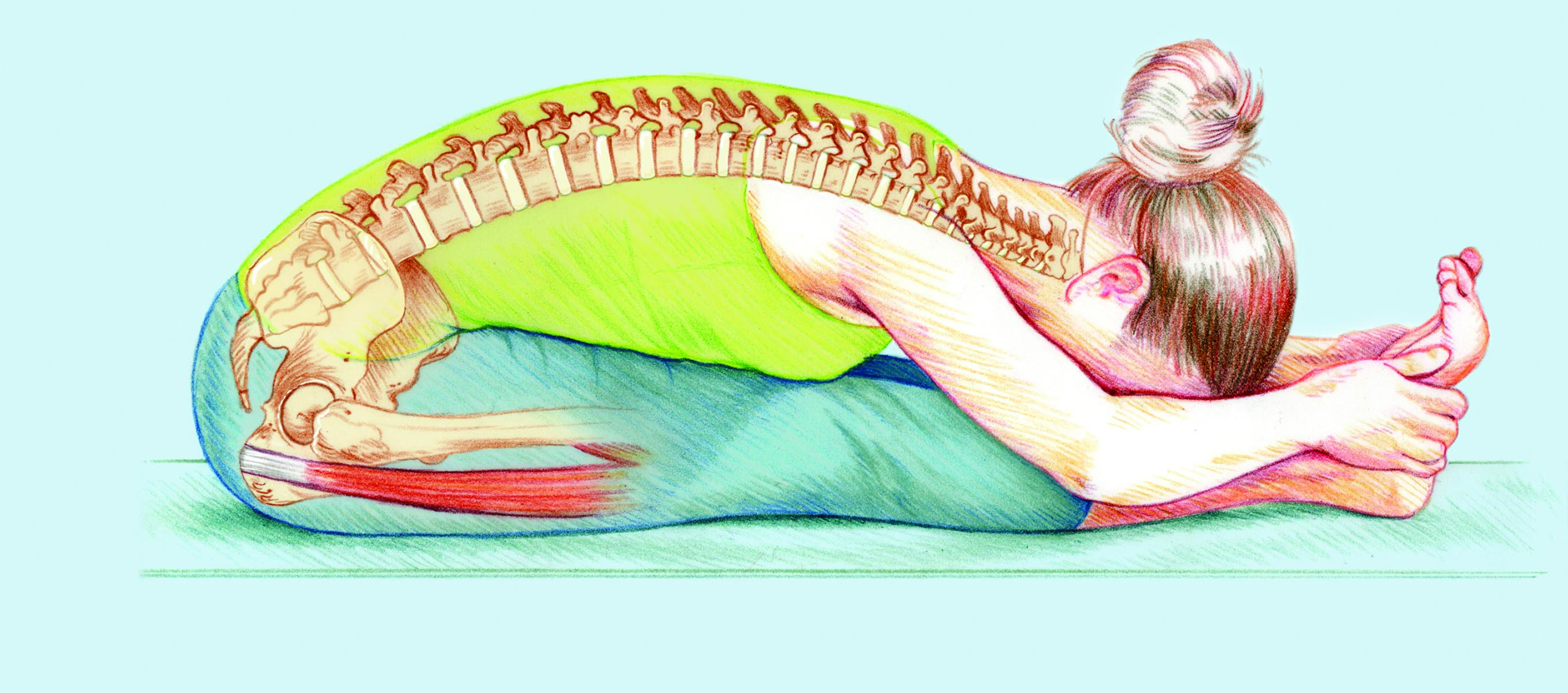 Почему когда лежишь на спине живот. Дандасана Пашчимоттанасана. Пашчимоттанасана йогатерапия. Пашчимоттанасана анатомия. Пасчимоттанасана анатомия йоги.