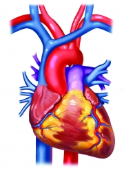 Anterior View of the Heart