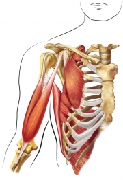 Deep Shoulder Muscles