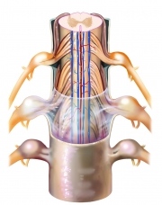 Spinal Cord Layers